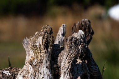 Ağaç gövdesi dokusunu kapat
