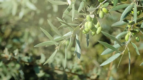 Oliven Auf Dem Baum Bereit Für Die Ernte Olivenernte Olivenölproduktion — Stockfoto