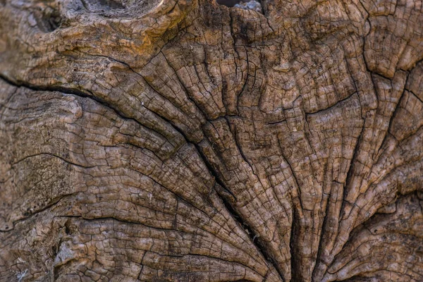 Tekstur Batang Pohon Tua Latar Belakang Alam Stok Foto Bebas Royalti