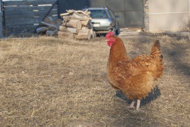 Bahçede tavuk. Erken Bahar