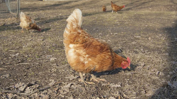 Kip in de tuin. Vroege voorjaar — Stockfoto