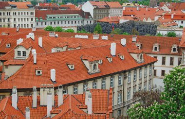 Prag. Bahar. Çiçeği. 