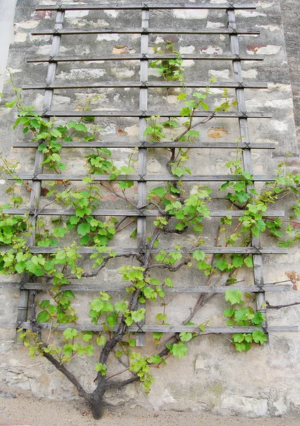 Weinberg, Burggarten, Terrassengärten. — Stockfoto