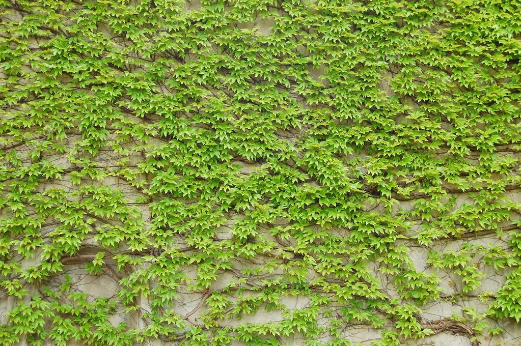Ivy covered wall — Stock Photo © AnnaVolotkovska 106695500
