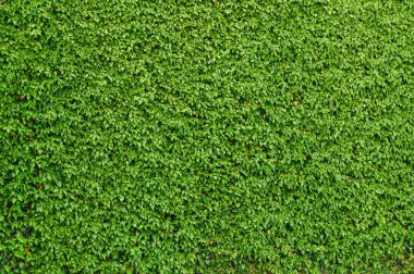 Bir tuğla duvar sarmaşık kaplı