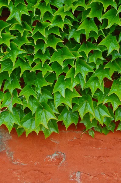 Ivy covered a brick wall — Stock Photo, Image