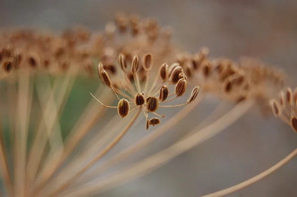 Sementes secas de endro, tempero em macro — Fotografia de Stock