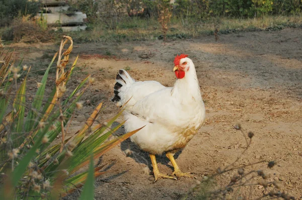 Kurczak w ogrodzie — Zdjęcie stockowe