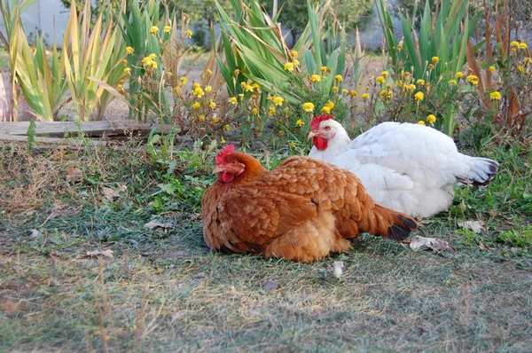 Kyckling i trädgården — Stockfoto