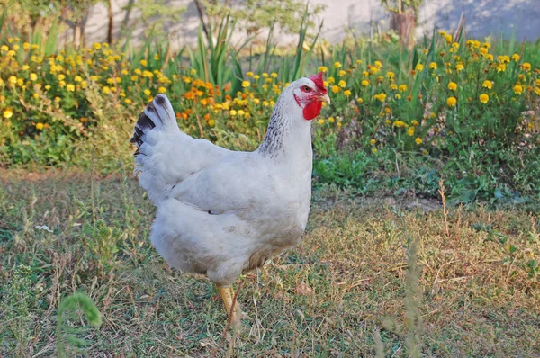 Κοτόπουλο στον κήπο — Φωτογραφία Αρχείου