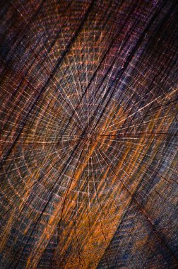 Ağaç gövdesinin kesiti.