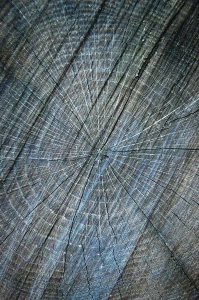 Sección transversal del tronco del árbol. — Foto de Stock
