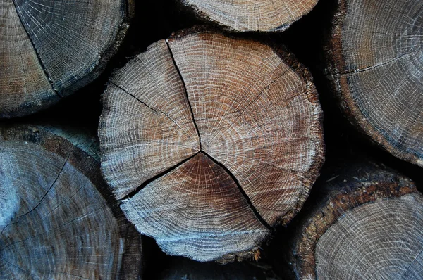 Cross section of tree trunk — Stock Photo, Image