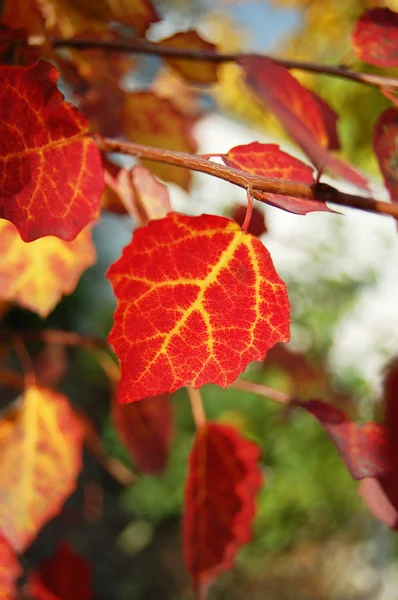 Красный лист текстуры осенью . — стоковое фото