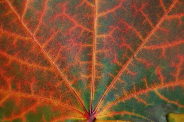 가을 잎 텍스처. — 스톡 사진