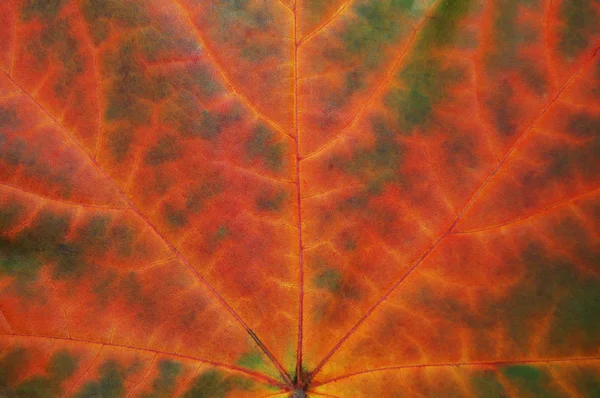 Blattstruktur im Herbst. — Stockfoto