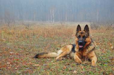 Sonbahar orman içinde a köpek.