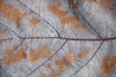 Yaprak doku. Meşe yaprağı sarı. Sonbahar arka plan