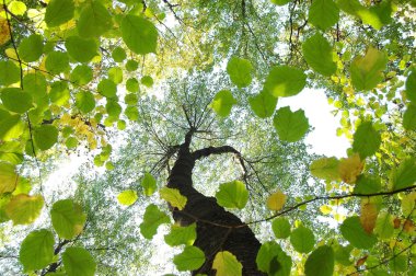 Yaz orman solucan 's - göz görüş. Sonbahar arka plan. Gövde, yaprak.