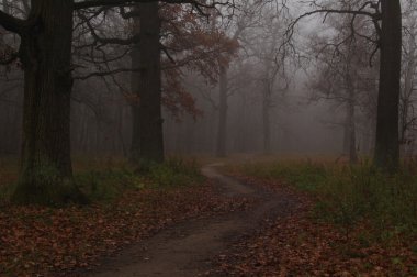 Sonbahar sisli ormanda yol açar