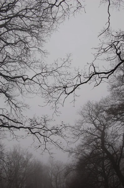 Camino conduce en otoño bosque de niebla —  Fotos de Stock