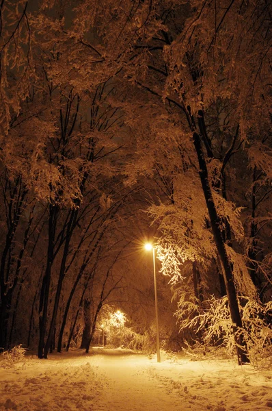 Snowy park w ciemności. Zimowe. — Zdjęcie stockowe