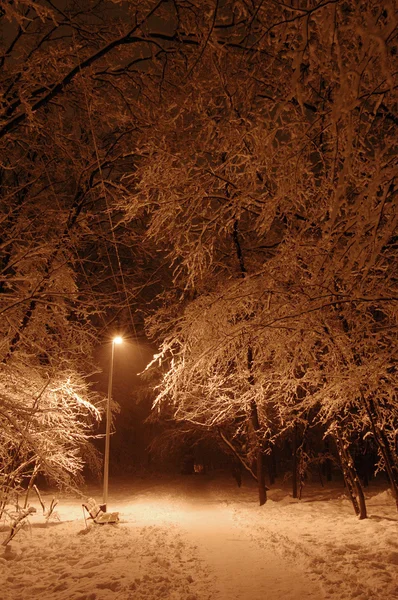 Snowy park w ciemności. Zimowe. — Zdjęcie stockowe