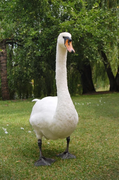 Un cigno bianco su sfondo verde estivo — Foto Stock