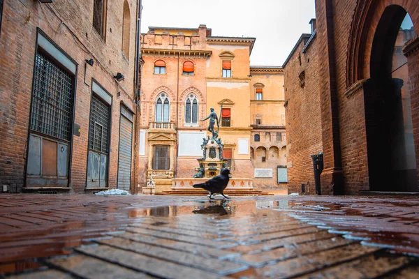 Neptun Szökőkút Bologna Olaszország Középkori Tégla Város Boltívekkel Napkelte — Stock Fotó