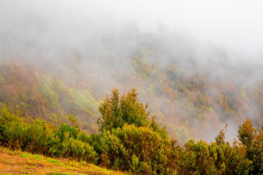 Yeşil ve turuncu köknar ormanı olan eski moda hippi tarzıyla donuk bir manzara.