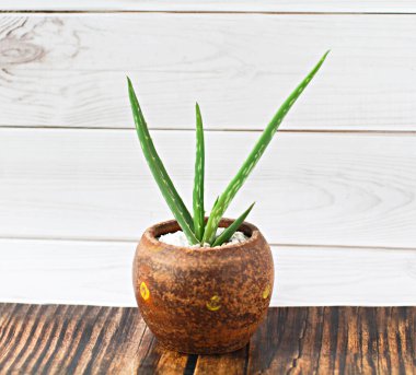 Aloe vera ağaçları terracotta kaplarında yetişir. Koyu renkli bir masanın üzerinde Beyaz duvar arkaplanı.