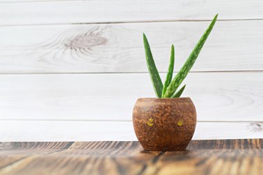 Aloe vera ağaçları terracotta kaplarında yetişir. Koyu renkli bir masanın üzerinde Beyaz duvar arkaplanı.