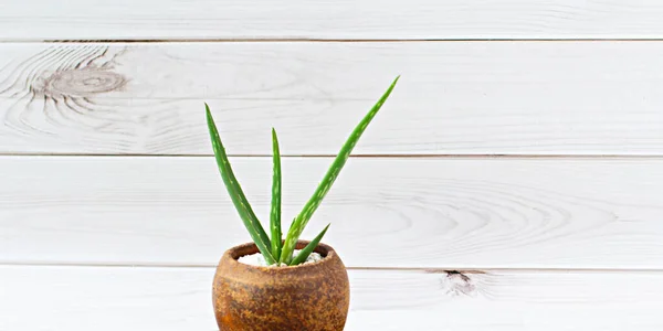 Aloe Vera Pohon Yang Tumbuh Pot Terakota Atas Meja Gelap — Stok Foto