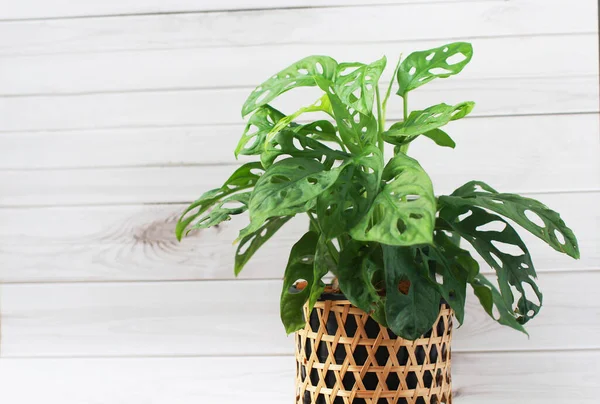 Monstera Deliciosa Monstera Monkey Mask Geweven Bamboe Potten Tegen Een — Stockfoto