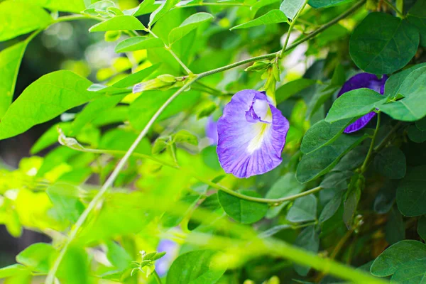Fleur Pois Dans Nature Fleur Pois Bleu Sur Fond Vert — Photo