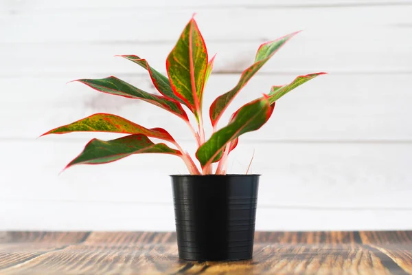 Lucht Zuiverende Planten Zwarte Potten Witte Houten Achtergrond Muur Thailand — Stockfoto