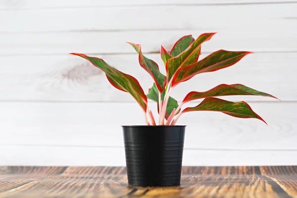 Air Purifying Plants Black Pots White Wooden Background Wall Thailand — Stock Photo, Image