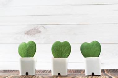 Hoya Kerrii 'nin kalp şekli beyaz duvarda beyaz tencere şeklinde. Hoya Kerrii Kalp saksı bitkisine hediye olarak bitki.