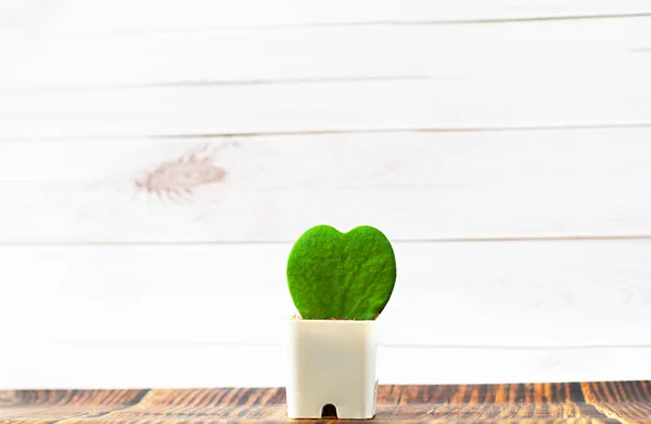 Hoya Kerrii Bentuk Hati Dalam Pot Putih Latar Belakang Dinding — Stok Foto