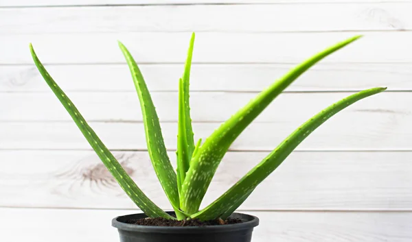 Sluiten Aloë Plant Zwarte Potten Witte Houten Muren Aloë Vera — Stockfoto