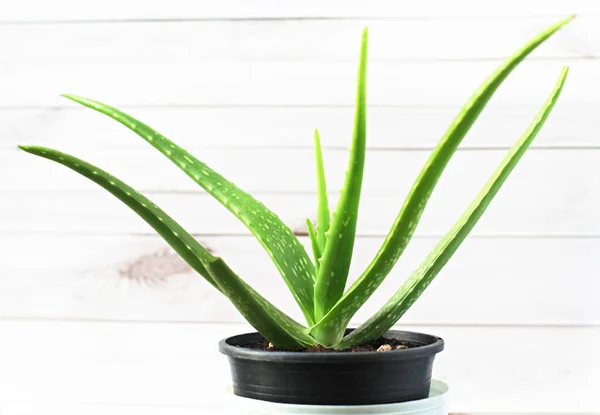Aloe Pflanze Aus Nächster Nähe Schwarzen Töpfen Und Weißen Holzwänden — Stockfoto