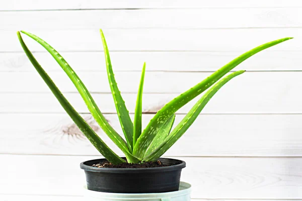 Aloe Pflanze Aus Nächster Nähe Schwarzen Töpfen Und Weißen Holzwänden — Stockfoto