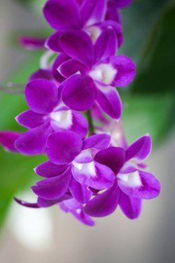 Güzel mor orkide. Kapalı fotoğraf. Orkideler harika çiçekler ve zarif çiçekler..