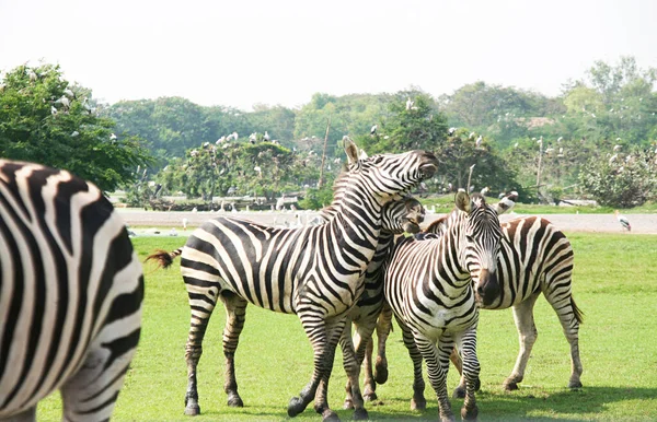 Zebras Muitas Zebras Grande Zoológico Aberto Atmosfera Natural Grama Verde — Fotografia de Stock