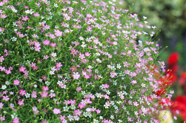 Çigila çiçekleri tam çiçeklenmiştir, çingene çiçeklerinin çeşitli renkleri tam çiçeklenmiştir, çiçek bahçesinden fotoğraflar..