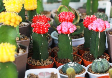 Kaktüsün kırmızı ve pembe çiçeklerinin yakın plan fotoğrafı. Kaktüs bilimsel adı Mila sp..