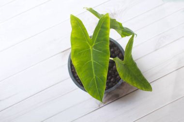 Top view of philodendron plants in pots on an old wooden table, Beautiful houseplant 'Philodendron Hederaceum Micans' houseplant with heart shaped leaves.