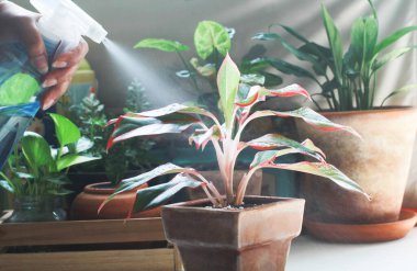 Planting and care for air purifying trees., Planting and caring for Thailand Siam Aurora in the home garden., Red Aglaonema Growing Chinese Greenery.