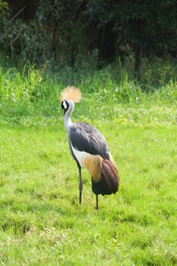 Portrait of Gray crowned crane., Crowned Crane on the green grass.