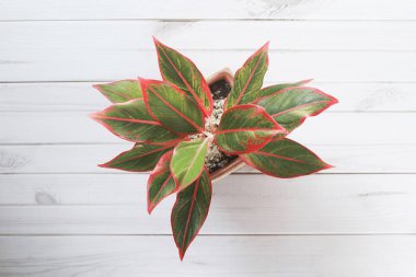 Siyam Aurora veya Aglaonema Kırmızı Ruj Bu süs bitkisinin yaprağın kenarında güzel bir kırmızı rengi vardır. Yukarıdan çekilen yakın plan fotoğraflar.